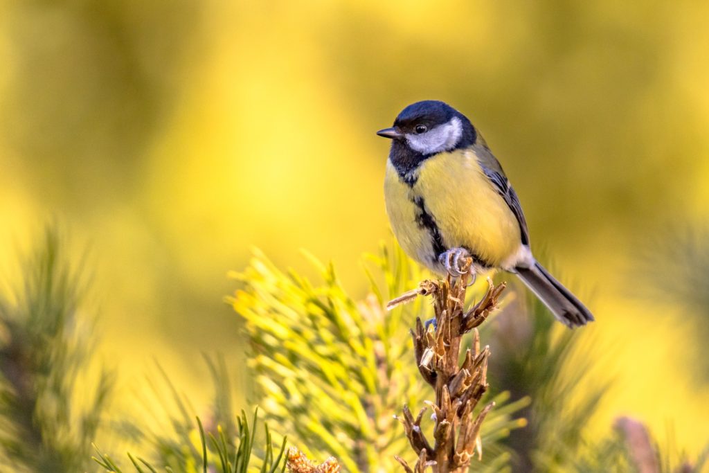 Great tit garden bird perched on branch