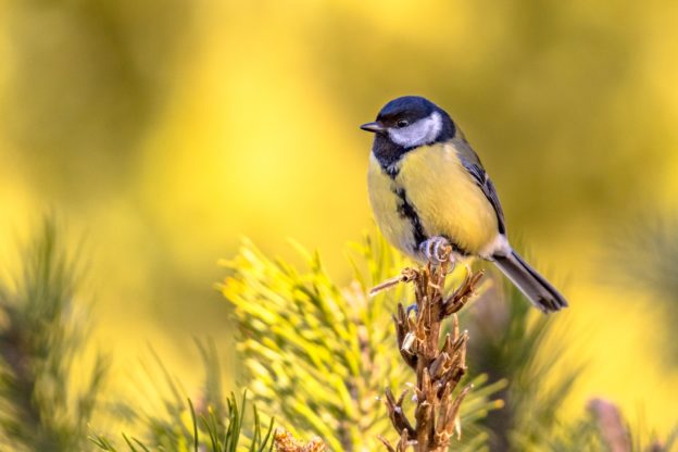 Great tit garden bird perched on branch