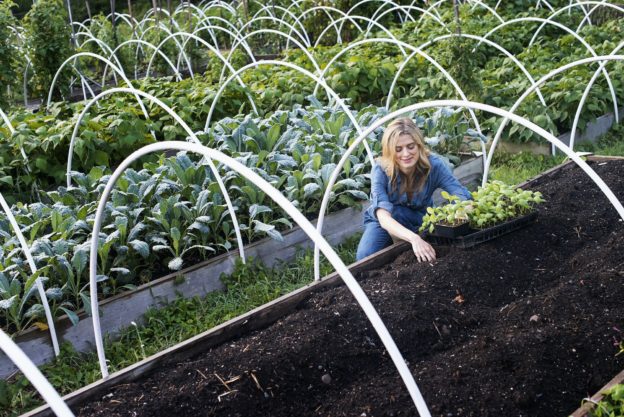 Organic Vegetable Garden